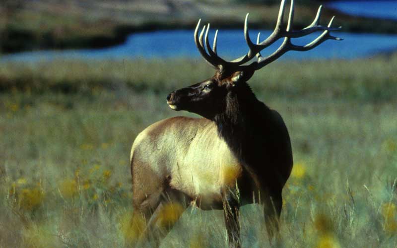 Bull Elk