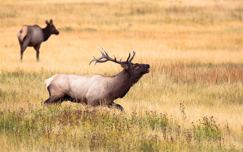 Elk Hunting in Montana